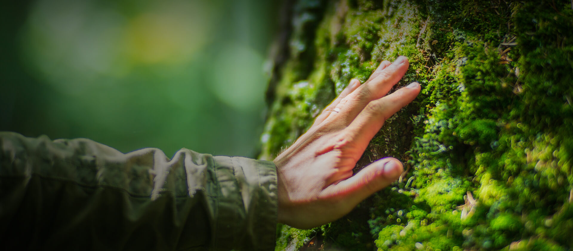 我们不搬运自然只复刻自然
