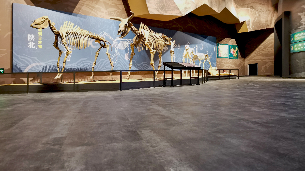 榆林地质博物馆